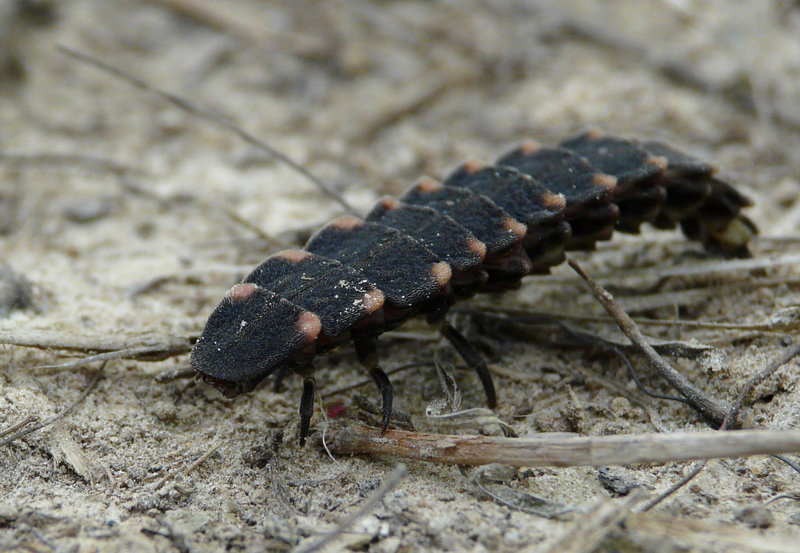 Common Glow-worm Larva