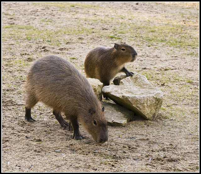 Capybara Marwell Zoo Talkphotography Meet