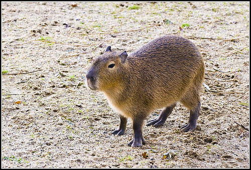 Capybara Marwell Zoo Talkphotography Meet