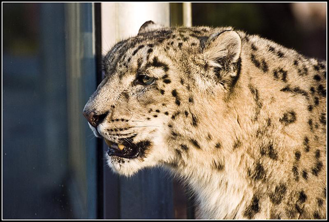 Snow Leopard Marwell Zoo Talkphotography Meet