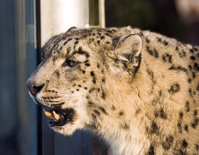 Snow Leopard Marwell Zoo Talkphotography Meet