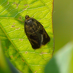 Ptycholoma lecheana