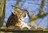 Leopard Marwell Zoo Talkphotography Meet