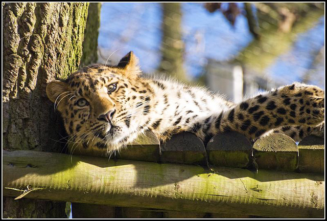 Leopard Marwell Zoo Talkphotography Meet