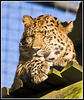 Leopard Marwell Zoo Talkphotography Meet