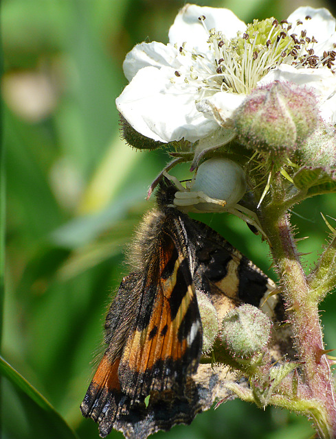 Crab Spider with Meal