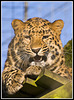 Leopard Marwell Zoo Talkphotography Meet