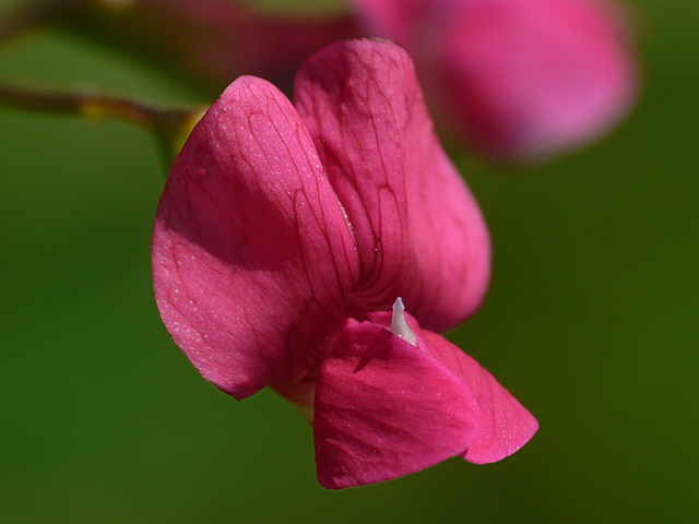 Grass Vetchling