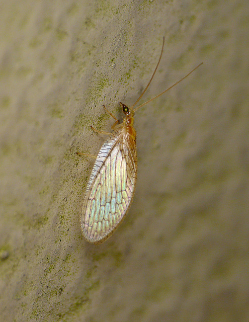 Pearly Lacewing