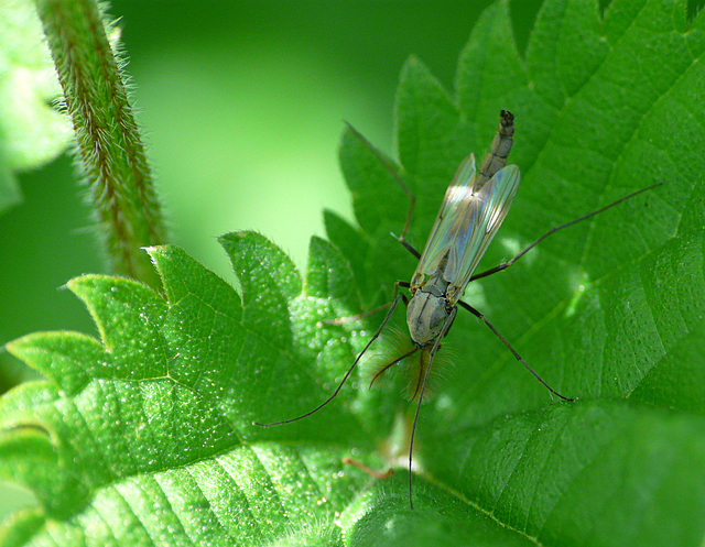 Strange Little Fly