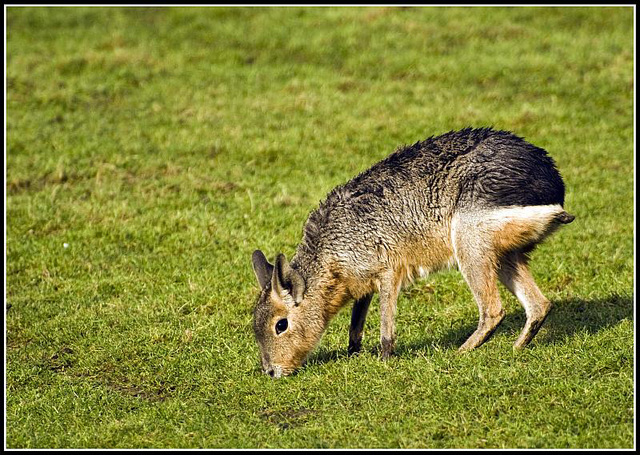 Mara Marwell Zoo Talkphotography Meet