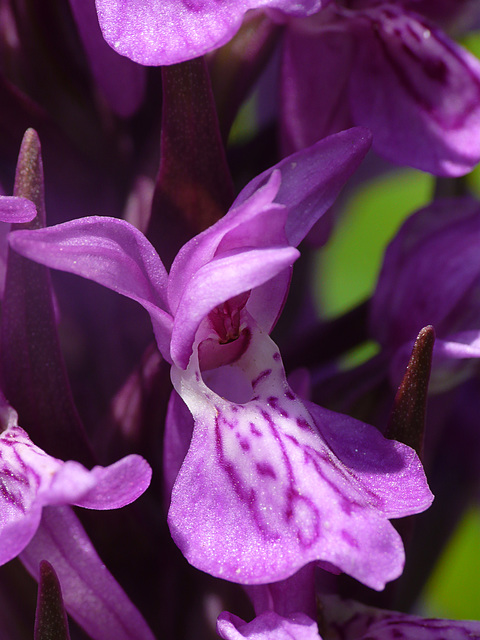 Common Spotted-orchid