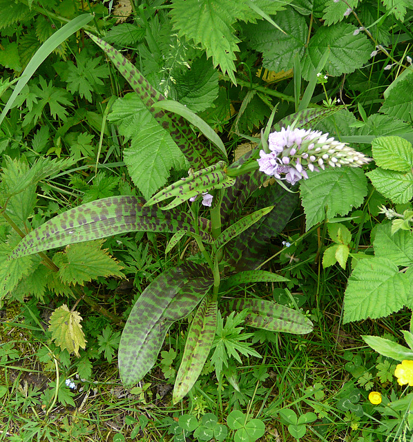 Common Spotted-orchid