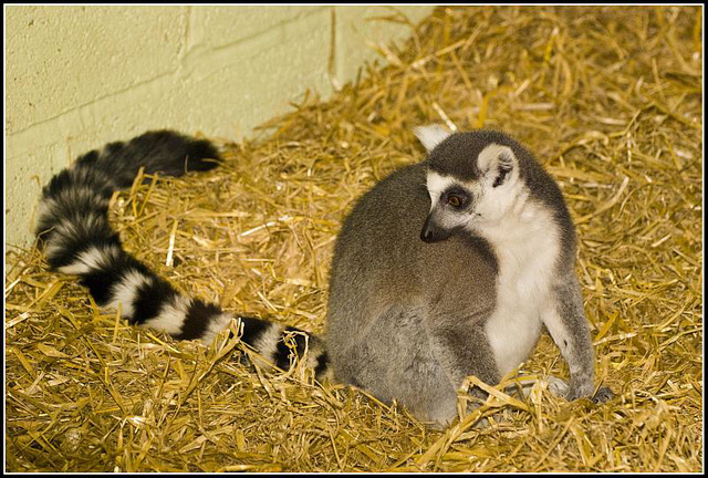 Ring-Tailed Lemur Marwell Zoo Talkphotography Meet