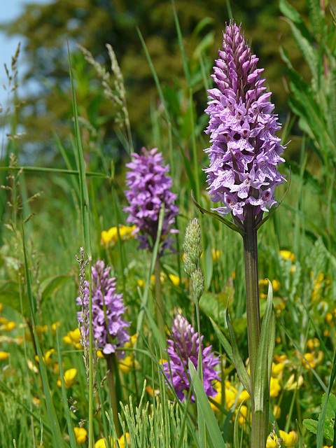 Orchids