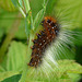 Garden Tiger Moth Caterpillar
