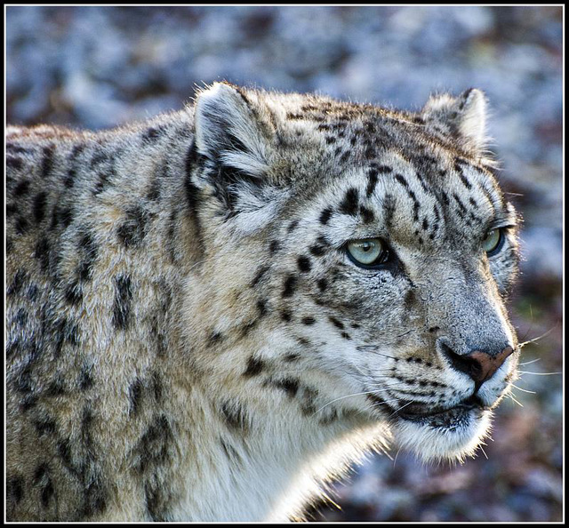 Snow Leopard Marwell Zoo Talkphotography Meet