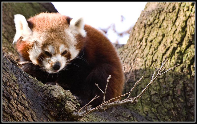 Red Panda Marwell Zoo Talkphotography Meet