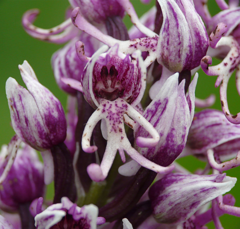 Monkey Orchid