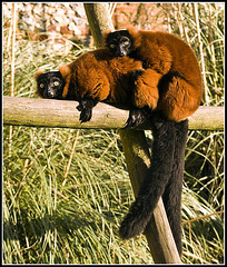 Lemur Marwell Zoo Talkphotography Meet