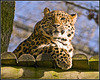 Leopard Marwell Zoo Talkphotography Meet