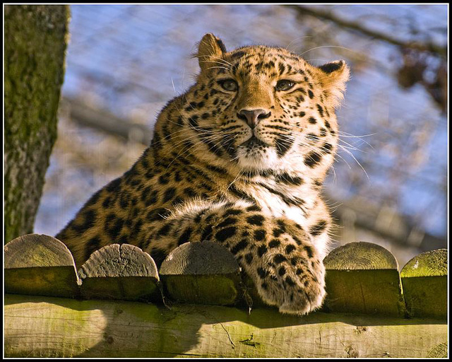 Leopard Marwell Zoo Talkphotography Meet