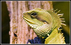 Green Dragon Marwell Zoo Talkphotography Meet