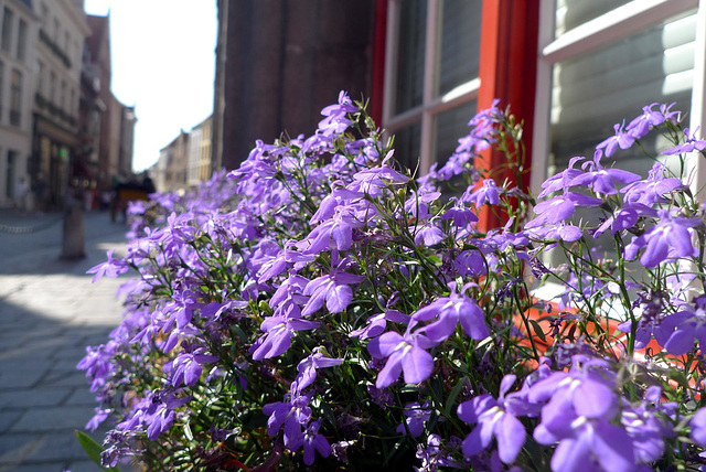 Bruges Window Box 1