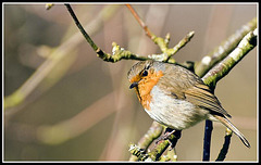 Robin at Whiteways Lodge