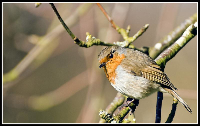 Robin at Whiteways Lodge