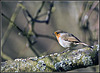 Robin at Whiteways Lodge