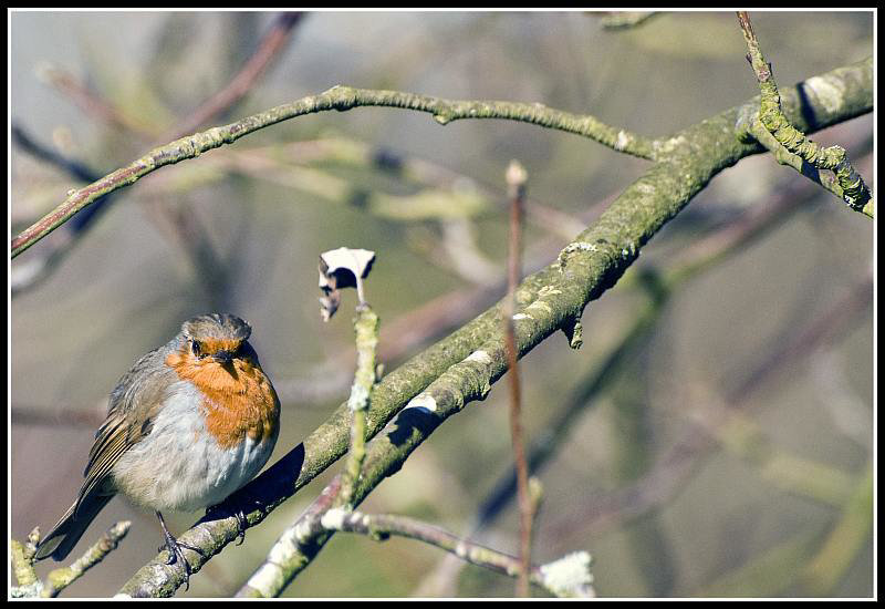 Robin at Whiteways Lodge