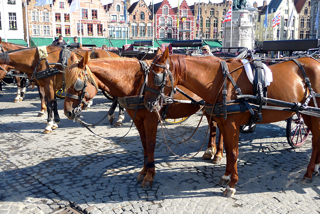 Bruges carriage horses 1