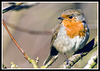 Robin at Whiteways Lodge