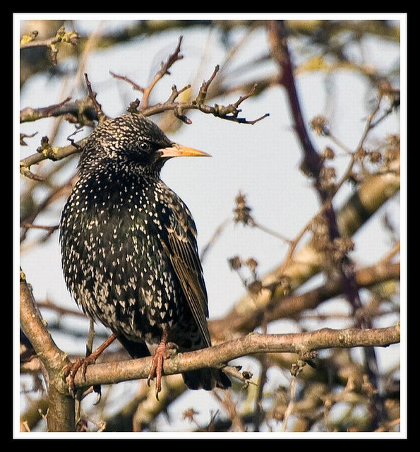 Starling in Warblington Cemetry