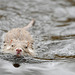 Junges Albino-Nutria (Wildlife)