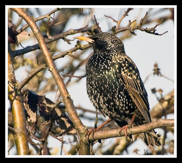 Starling in Warblington Cemetry