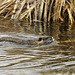 Junges Nutria beim Schwimmen (Wildlife)