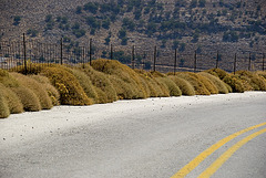 Natural fence protection...............