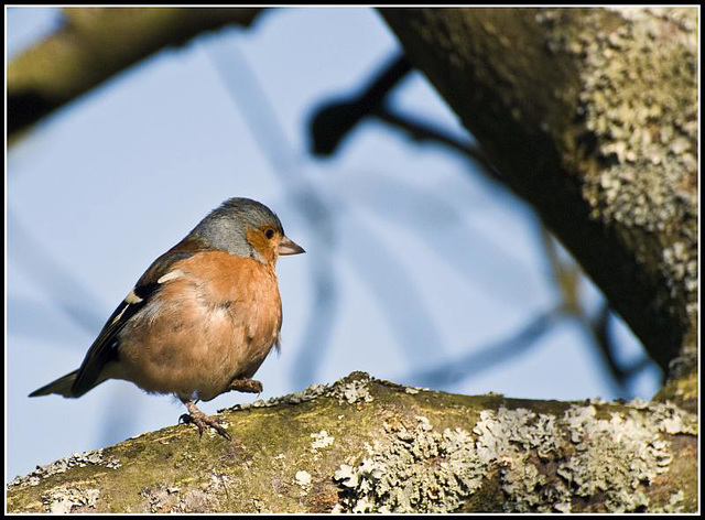 Whiteways Lodge - One Legged Chaffinch