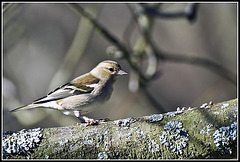 WhitewaysLodge - Chaffinch (Female)