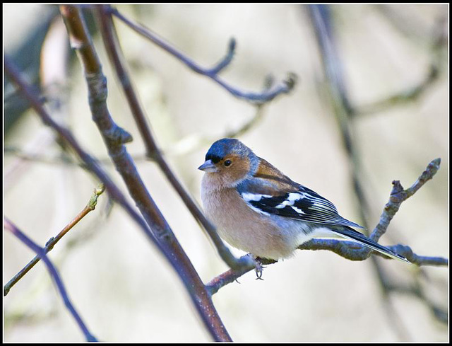 WhitewaysLodge - Chaffinch