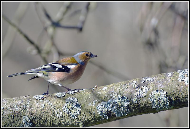 WhitewaysLodge - Chaffinch