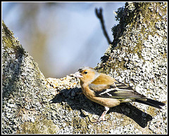 WhitewaysLodge - Chaffinch