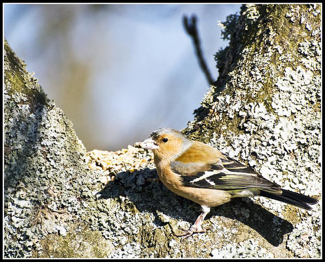 WhitewaysLodge - Chaffinch