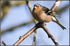 WhitewaysLodge - Chaffinch