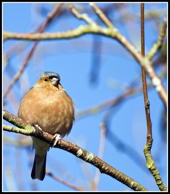 WhitewaysLodge - Chaffinch