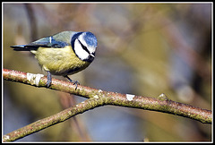 WhitewaysLodge - Blue Tit