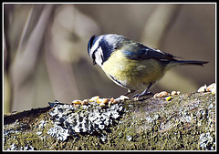 WhitewaysLodge - Blue Tit