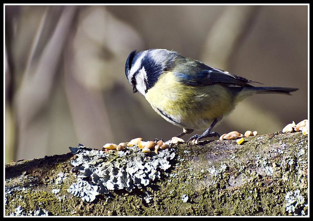 WhitewaysLodge - Blue Tit